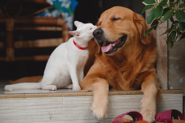 Happy dog and cat on a couch